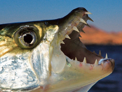 зубы у рыб