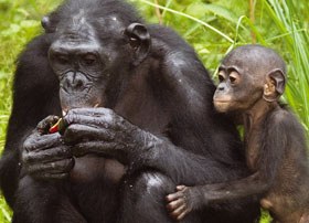как растут зубы у детенышей шимпанзе