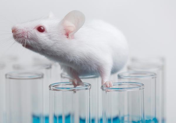 лабораторная мышь, генетика, ДНК