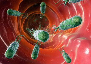 бактерия Н. pylori
